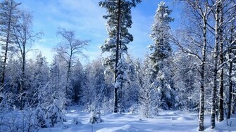 Winter Forest Snow Much Wallpaper Desktop