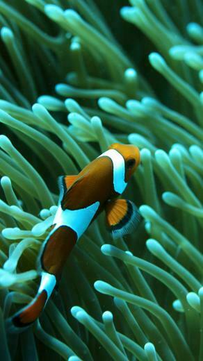 File Name Cool Fish iPhone Wallpaper