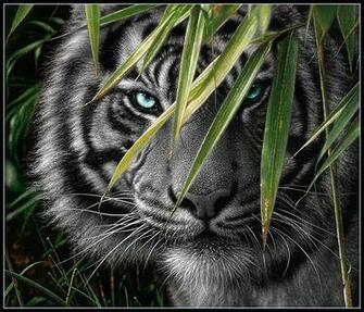 Black Tiger The Animal Life