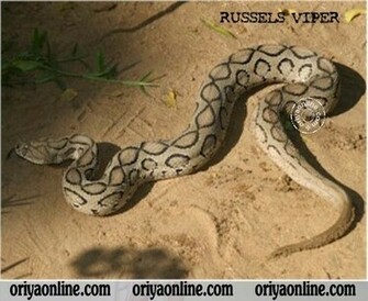 Description Snake Wallpaper Anaconda HD Of Snakes