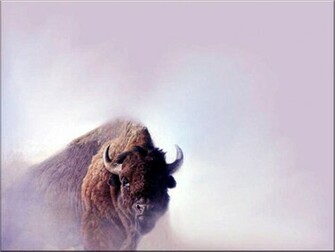 Bison Wallpaper Background
