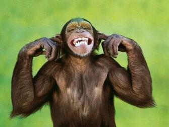 Chimpanzee HD Desktop Wallpaper 7wallpaper Net