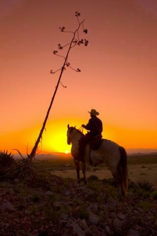 iPhonezone Horse Wallpaper For iPhone