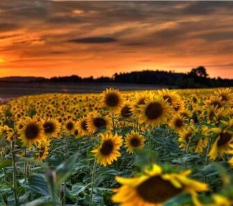 Ideas About Sunflower Wallpaper Daisy