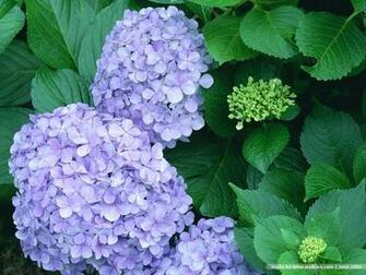 Blooming Hydrangea Flowers Wallpaper Purple