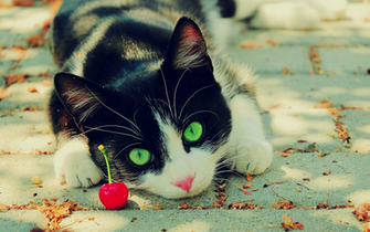 Wallpaper Depot Amazing Cat
