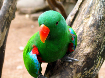 File Eclectus Parrot Roratus Male Front Jpg Wikimedia
