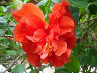 Hibiscus Flower Desktop Wallpaper
