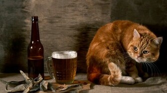 Funny Animal HD Wallpaper Of Animals