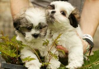 Lhasa Apso Cross Maltese