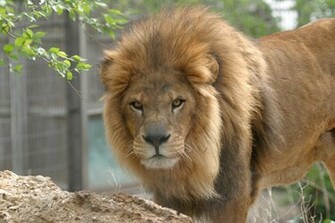 Lion And African White Loin Best Size HD Wallpaper 1080p