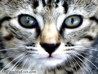 My Wallpaper Corner Best Cat Face