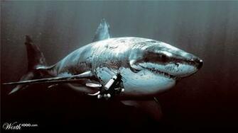 Megalodon Desktop Background Sharks