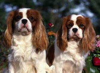 Cavalier King Charles Spaniel Wallpaper