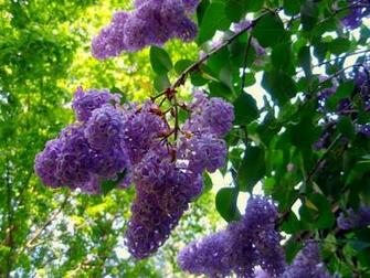 Journeys Lilacs