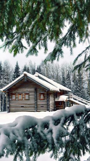 Now Pine Trees Christmas Winter Holidays Full Size In