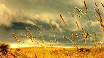Landscapes Clouds Fields Nature Rye Land Skyscapes Wallpaper