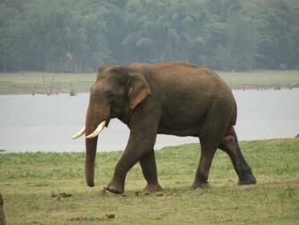 Indian Elephant Wallpaper