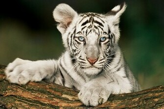 White Tiger Cub Poster P Europosters Se