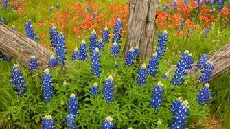Bluebonnet Flower Wallpaper