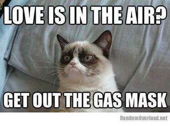 Grumpy Cat Pictures With Captions Valentine S Day Is Coming