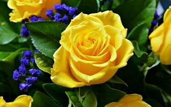 Rose Flower Love Life Yellow Wallpaper