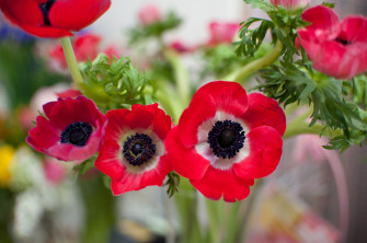 Anemone Flower Wallpaper