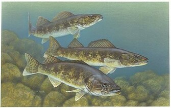 Walleye Wallpaper