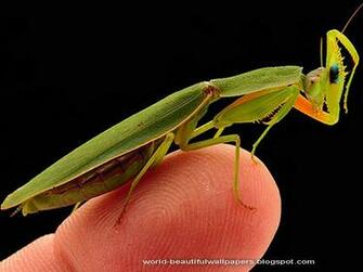 Beautiful Wallpaper Grasshoppers