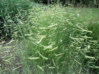 Food For Butterflies Eyelash Grass A Great Native