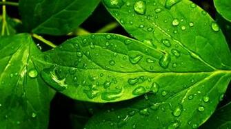 Smells HD Nature Pictures Plant Mother Refresh