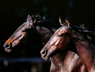 Wallpaper Added On Category Horse S Tags