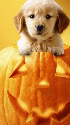 Cute Halloween Phone Wallpaper HD