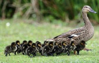 Mama Duck With Her Big Family Baby Farm Animals Wallpaper