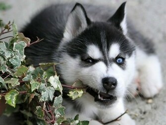 Husky Dogs The Dog Wallpaper Best
