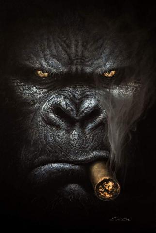 S Creanavt Archive Gorilla Wallpaper