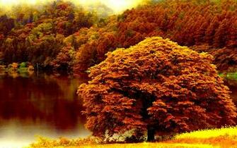 Desktop Image Of Autumn Forest Wallpaper