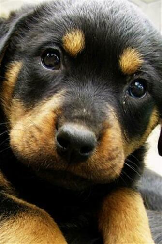 Source Url Smscs Photo Rottweiler Html