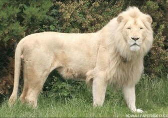 White Lion Wallpaper HD
