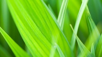 Green Leaves Wallpaper