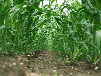 Agronomy 1080p 2k 4k 5k HD Wallpaper
