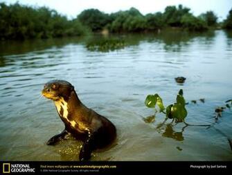River Otter Picture Desktop Wallpaper