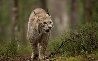 Accueil Animaux Fonds D Cran HD De Lynx Gratuits