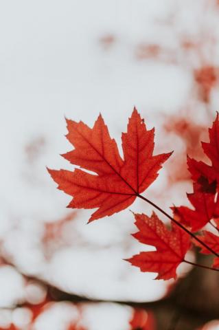 Maple Leaf Pictures HD Image