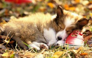 Corgi Wallpaper Top Background