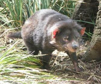 Tasmanian Devil Wallpaper HD