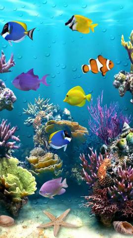 Wallpaper Lg G4 Fish Tropical QHD Jpg
