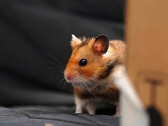 Cute Hamster Wallpaper Other Pets Pictures