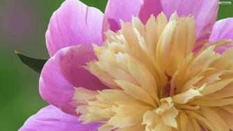 Youwall Peony Flower Wallpaper
