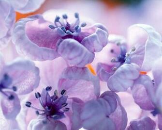 Violet Colors Wallpaper HD